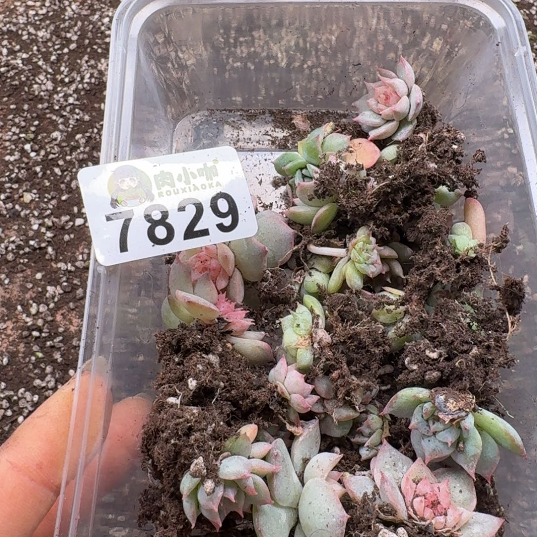 月***凉多肉植物多肉植物