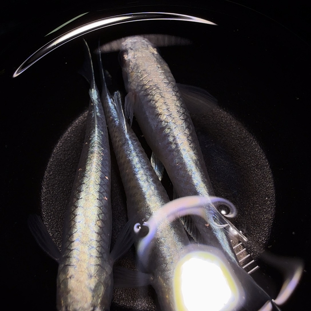 青鳉鱼一物一拍973