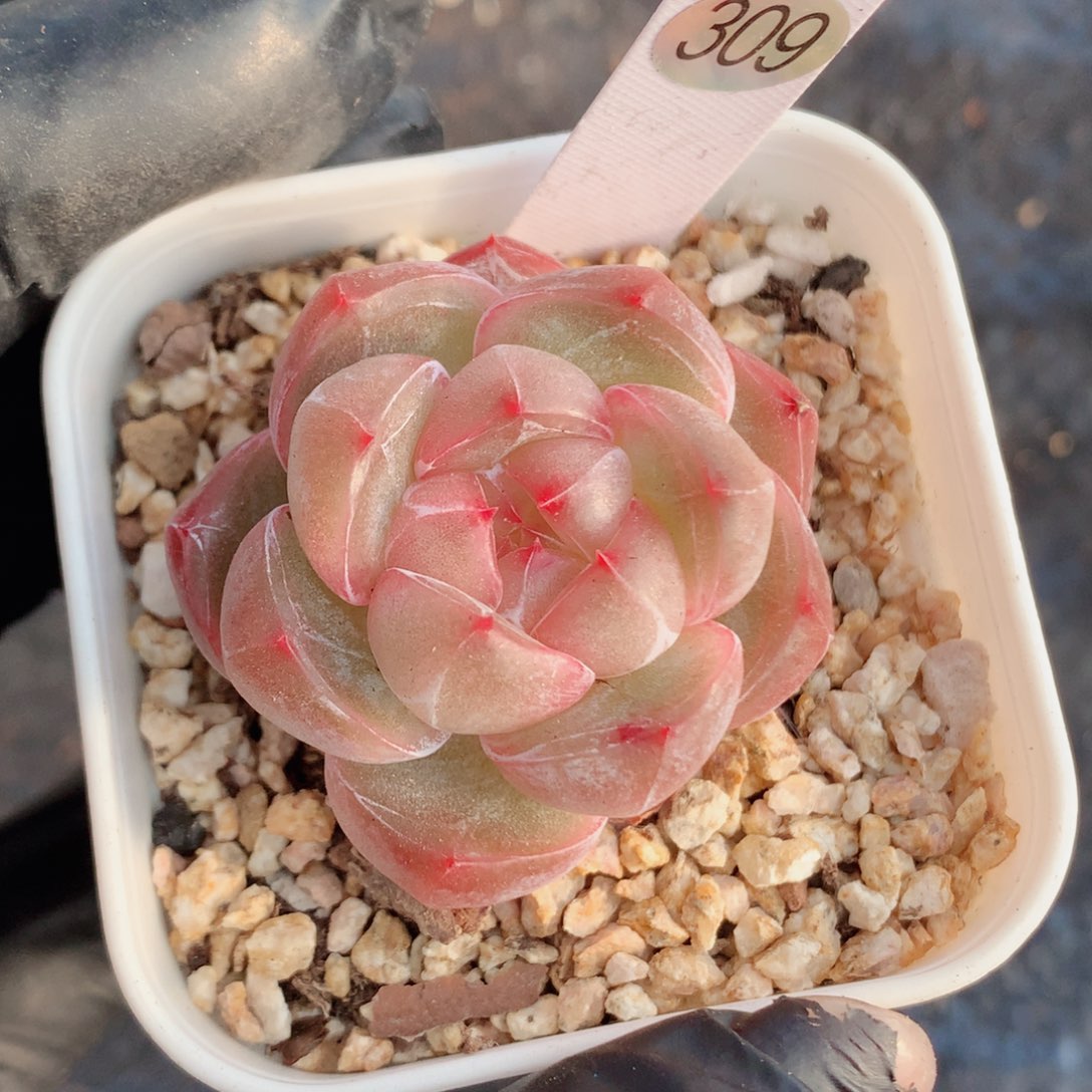 珍妮58包邮  群生不包整309
