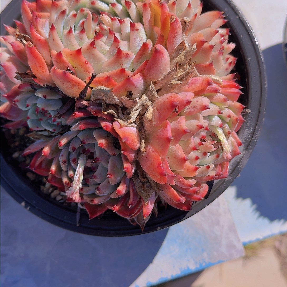 路*2431吉娃娃多肉植物