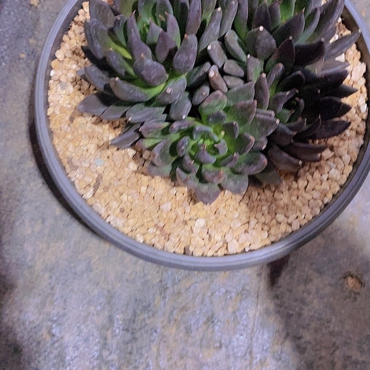 白***黑寄土多肉植物老桩