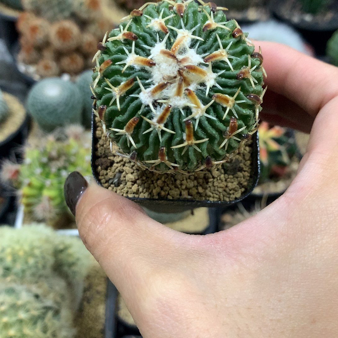 实生根包刺太刀岚