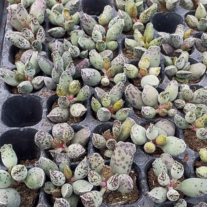 小海豹1元带土发货