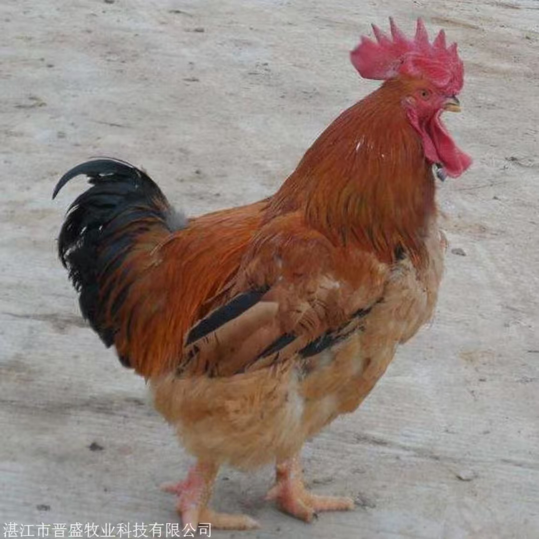 九斤红整鸡生鲜肉质鲜美到手12只