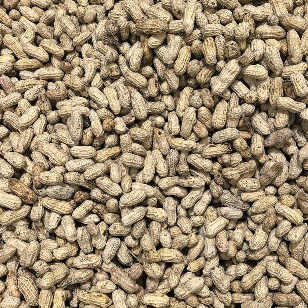 水煮花生熟花生农产品