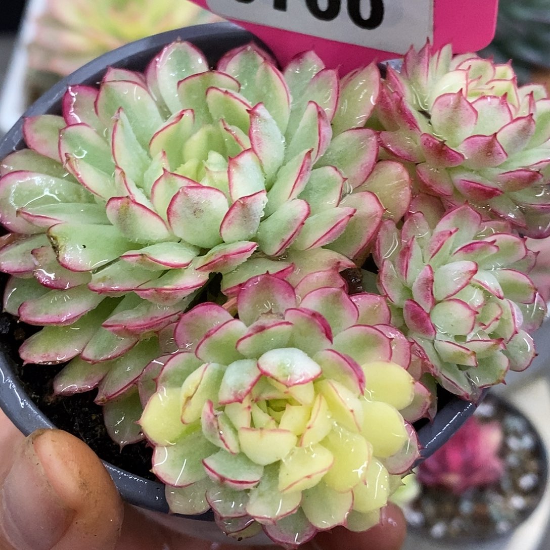  700带飘枝梦幻哈哈哈哈哈哈哈