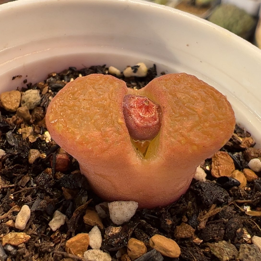 091多肉植物百科