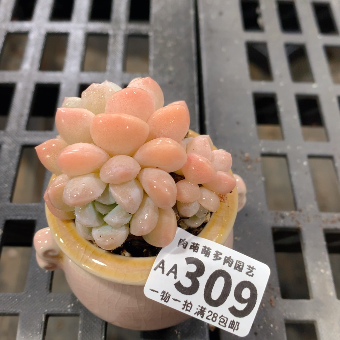 肉萌萌拇指盆精控多肉AA309