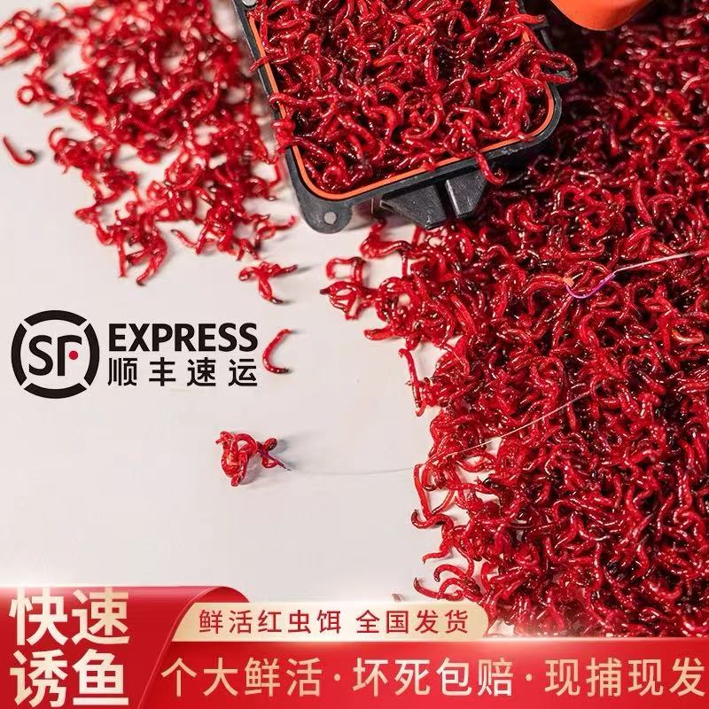 特大号野钓拉饵挂钩饵料
