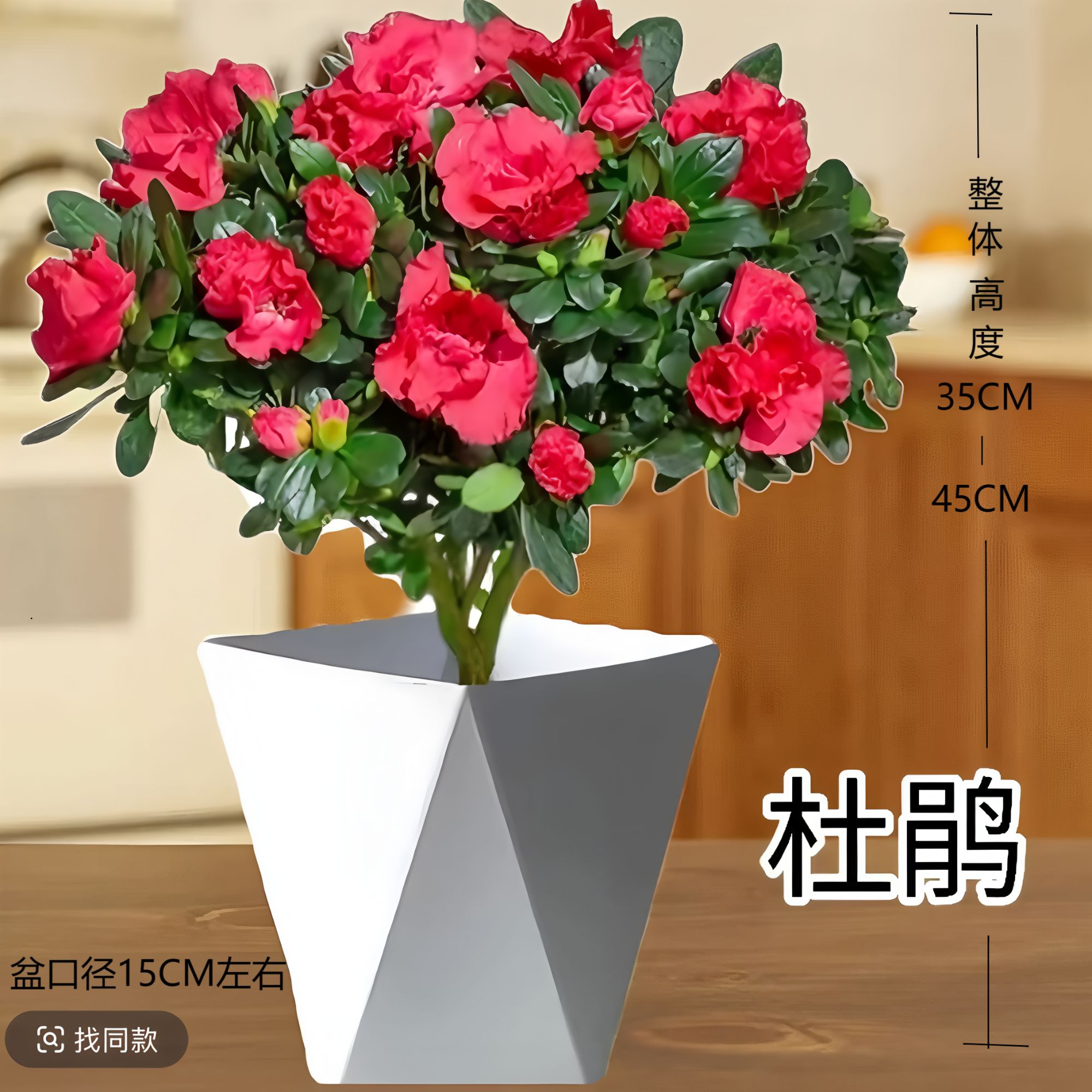 红杜鹃【带花苞】西洋鹃盆栽开花绿植阳台花卉四季常青办公室庭院