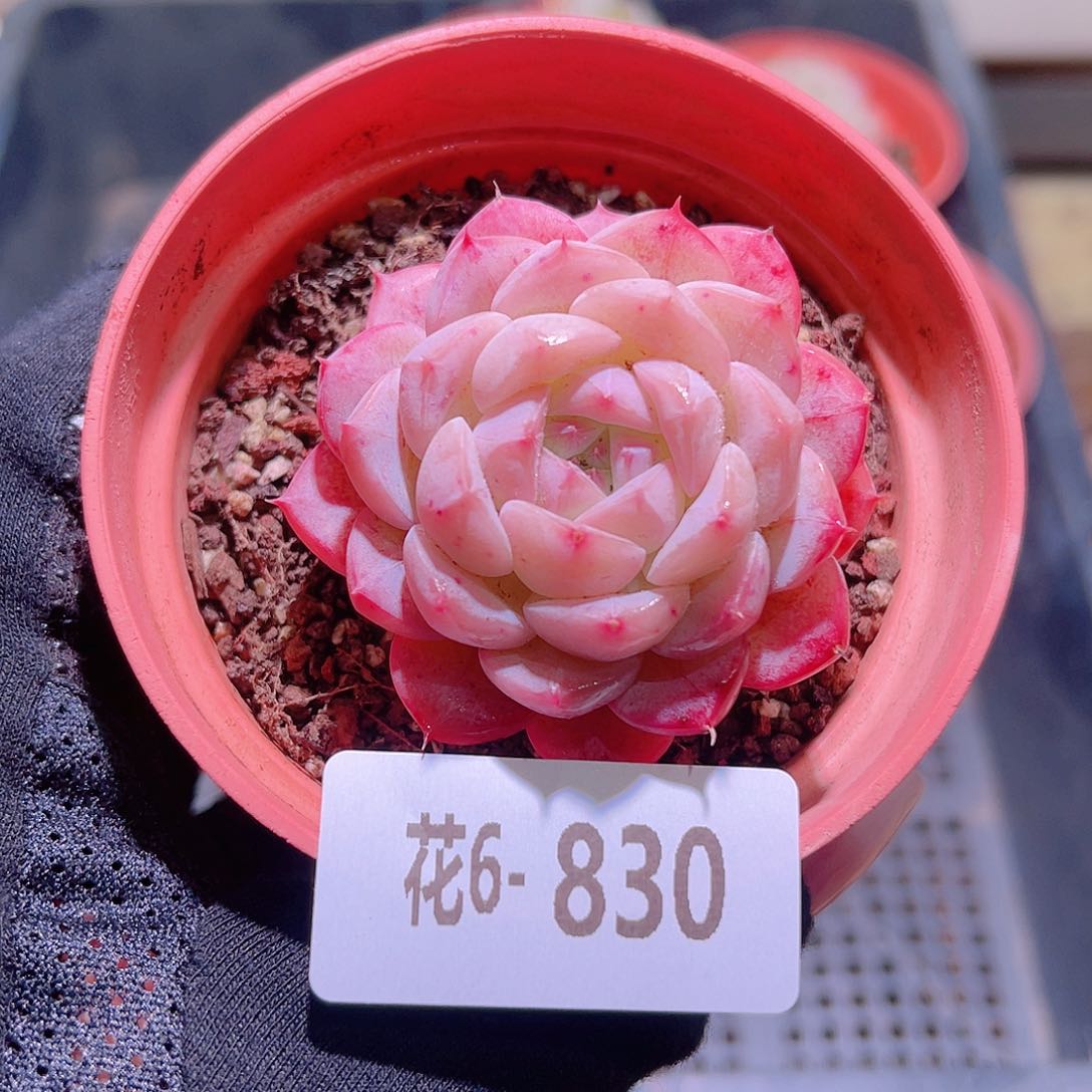 花利美6-830白桃汽水