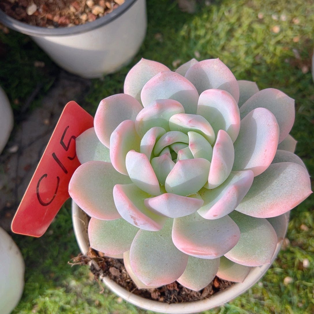 福利来了来了来了来啦