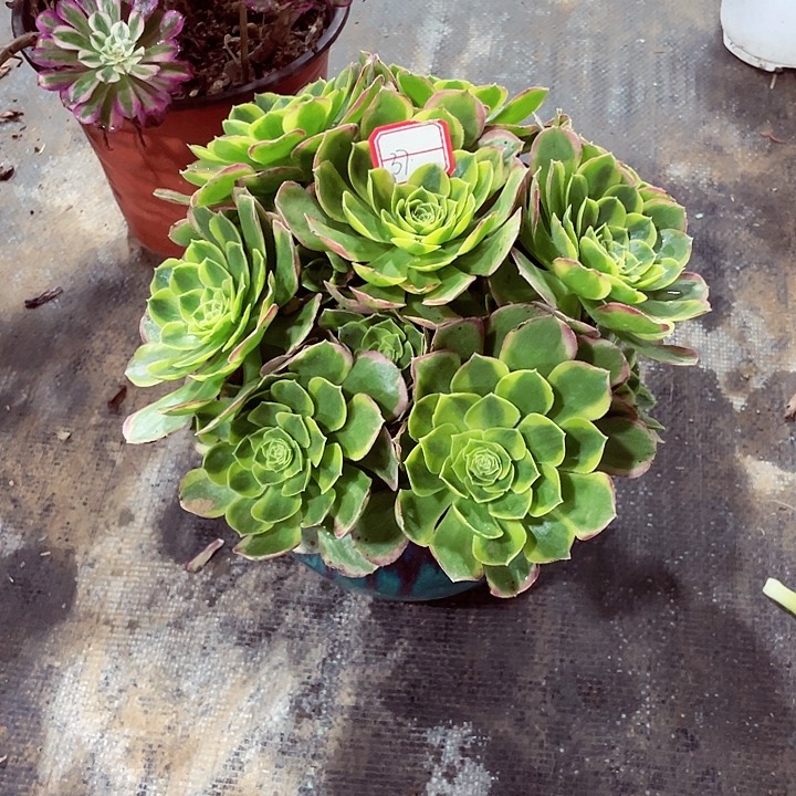 奶白多肉法师37号