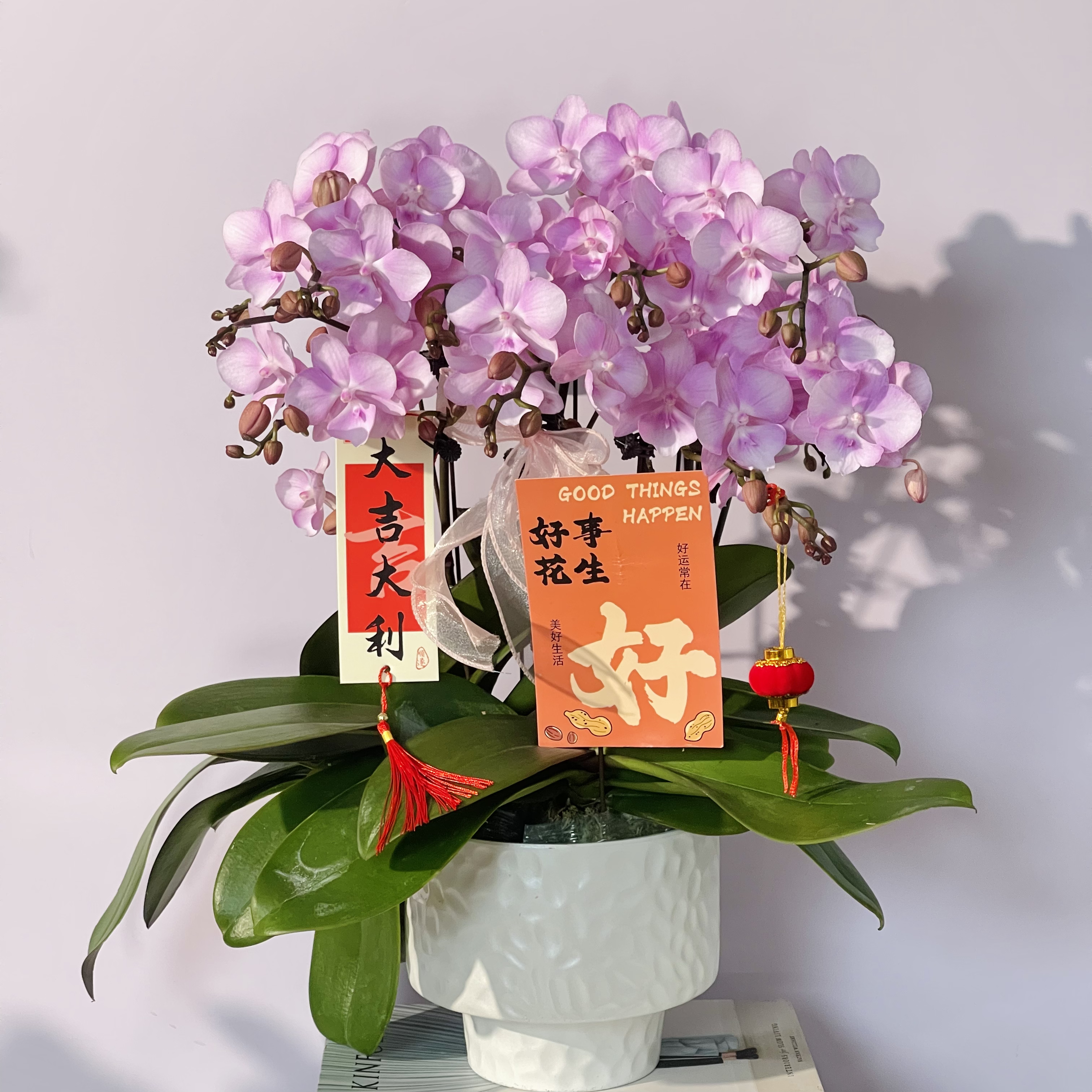 【神仙姐姐】温柔粉色系大舌头花型 丰花型蝴蝶兰 开花带花苞