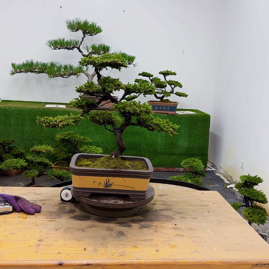 p****来盆景盆景盆景盆景