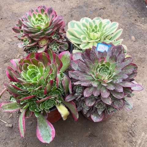 207多肉植物组合