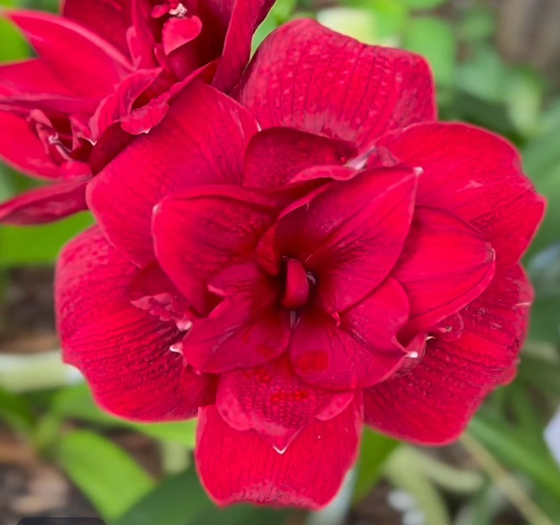 （小花匠花坊）红色交响曲～重瓣，秘鲁进口朱顶红种球