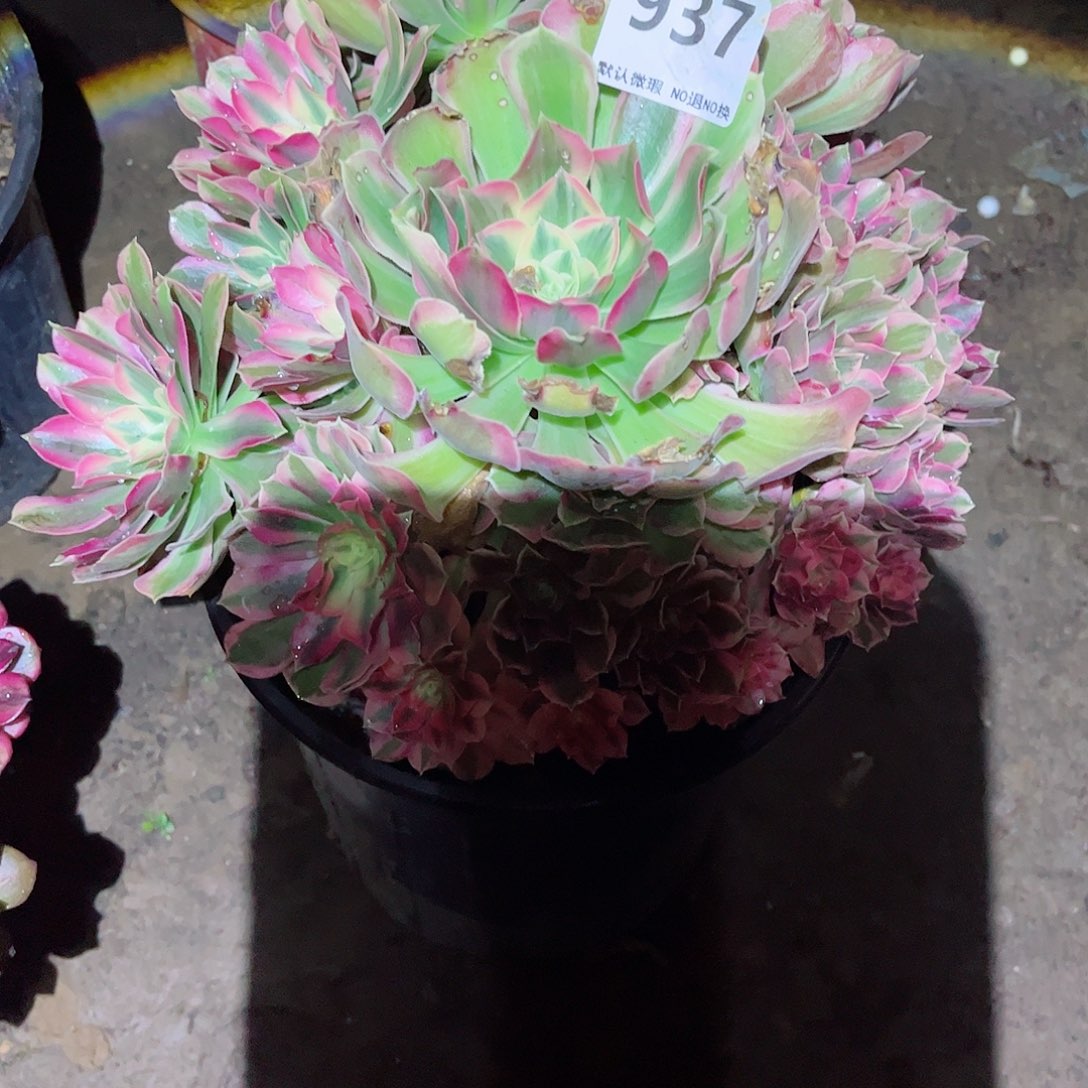 无花朵多肉植物937