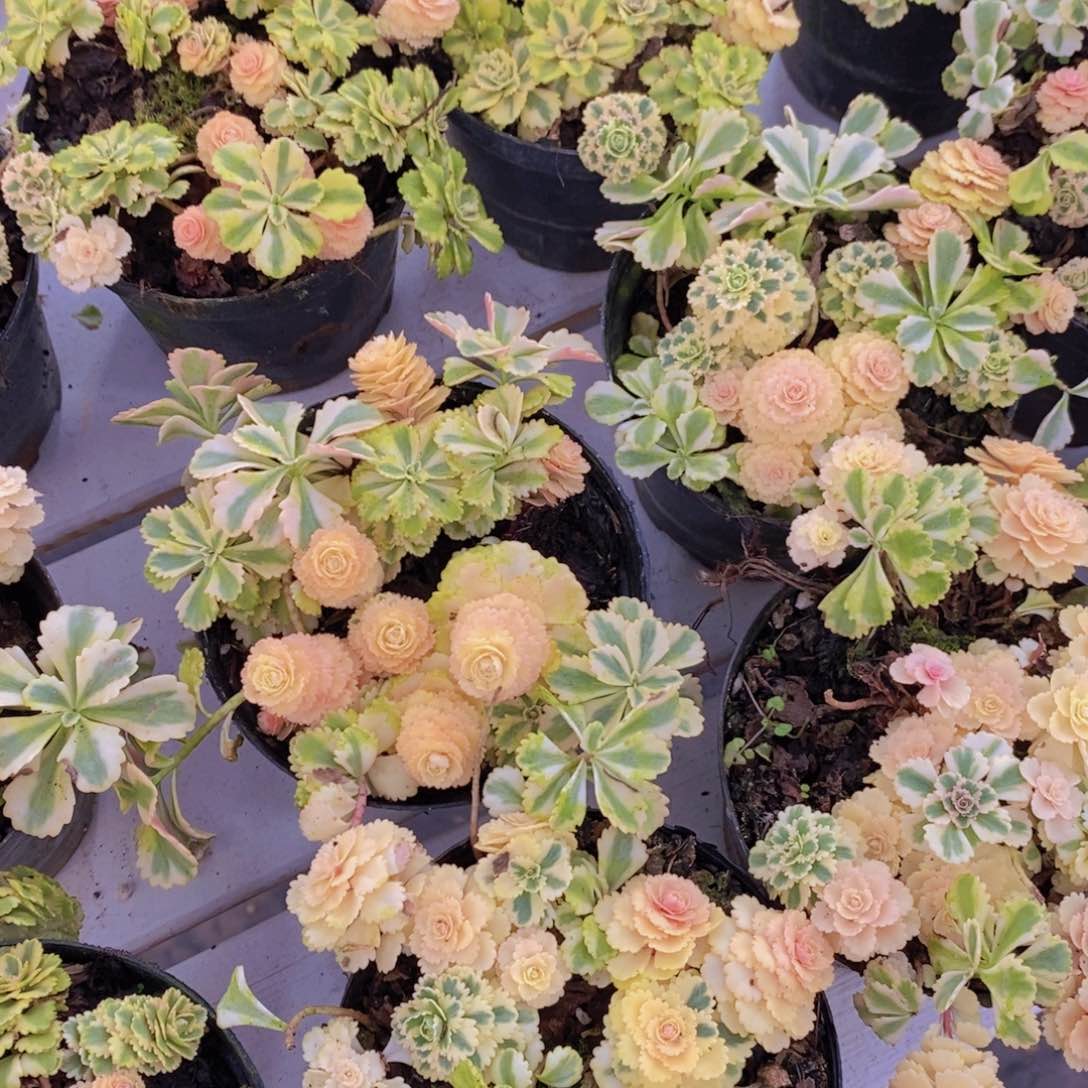 1203-02-W精品母本亚特兰蒂斯锦群一个