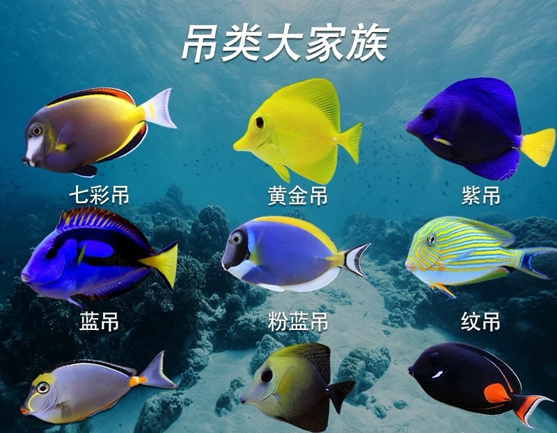 海水鱼观赏鱼直播链接【一物一拍】定向链接