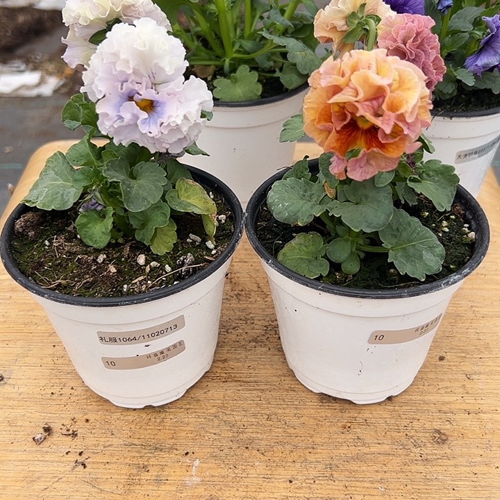 红陶抖音直播闪拍10