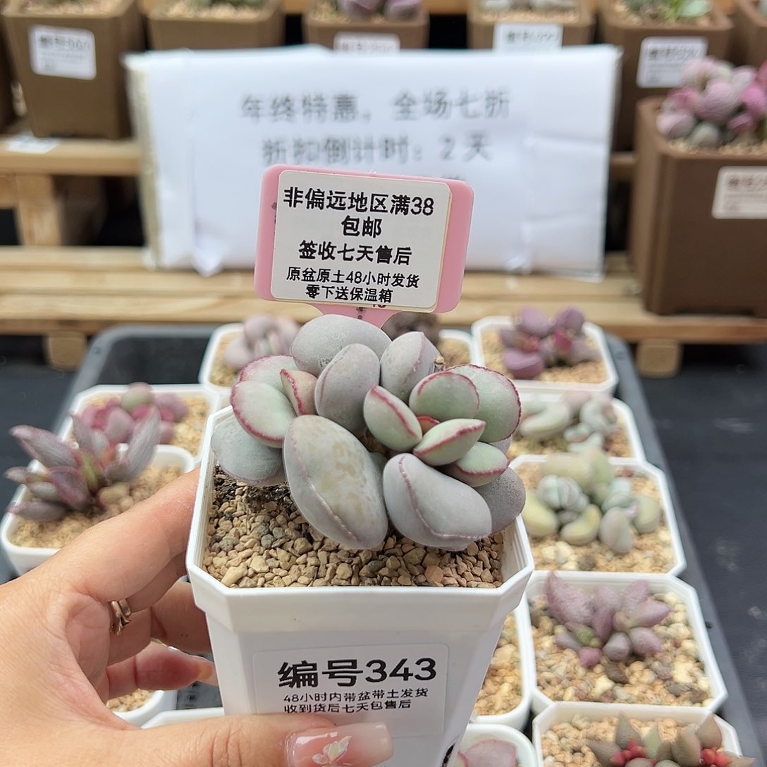 343白肌红蛋多肉植物