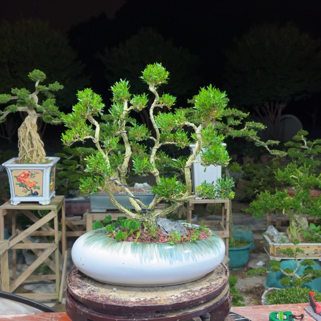无花朵广东皱皮雀舌黄杨