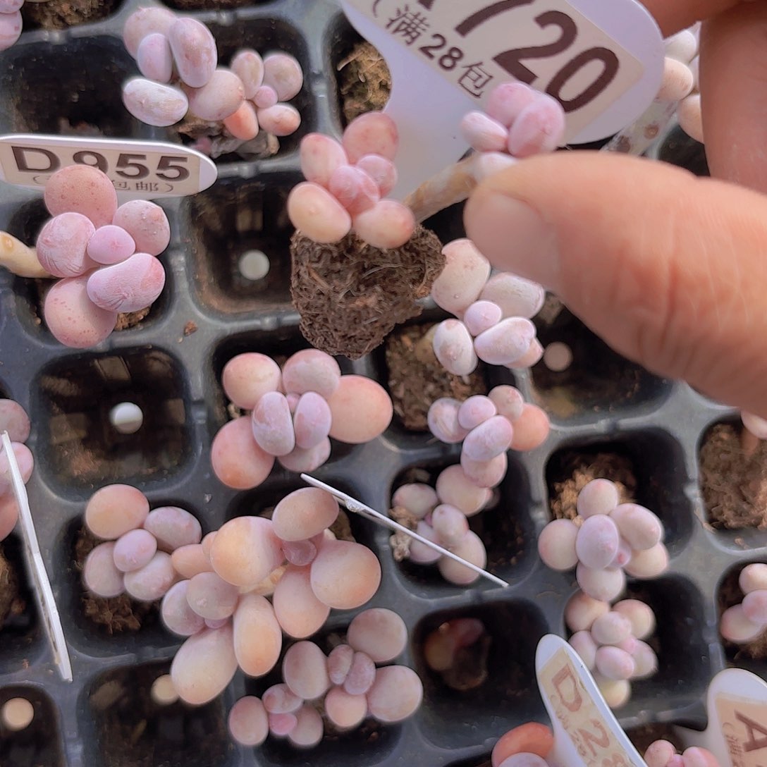 A720奶酪杂交一物一拍