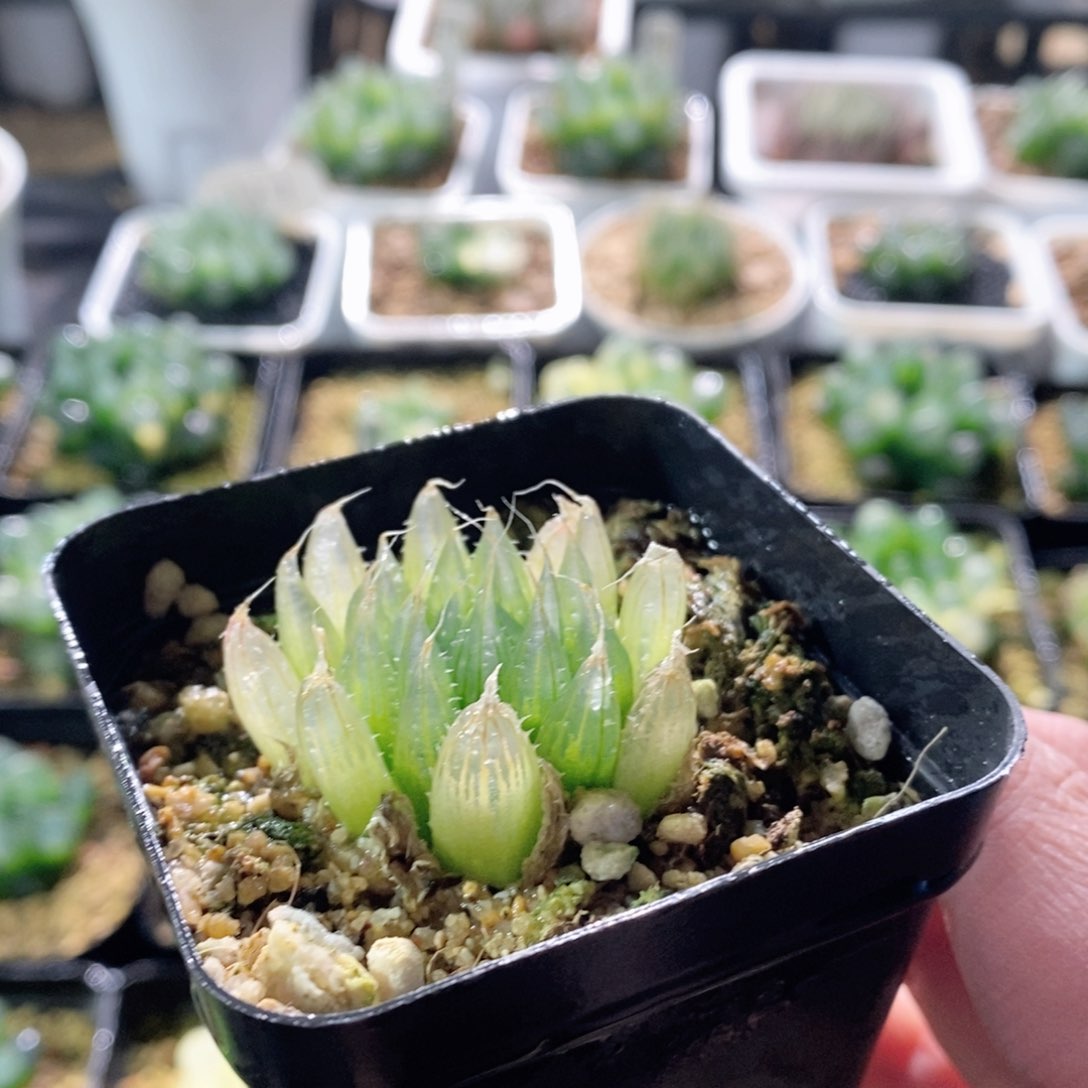 钻石实生针管玉露