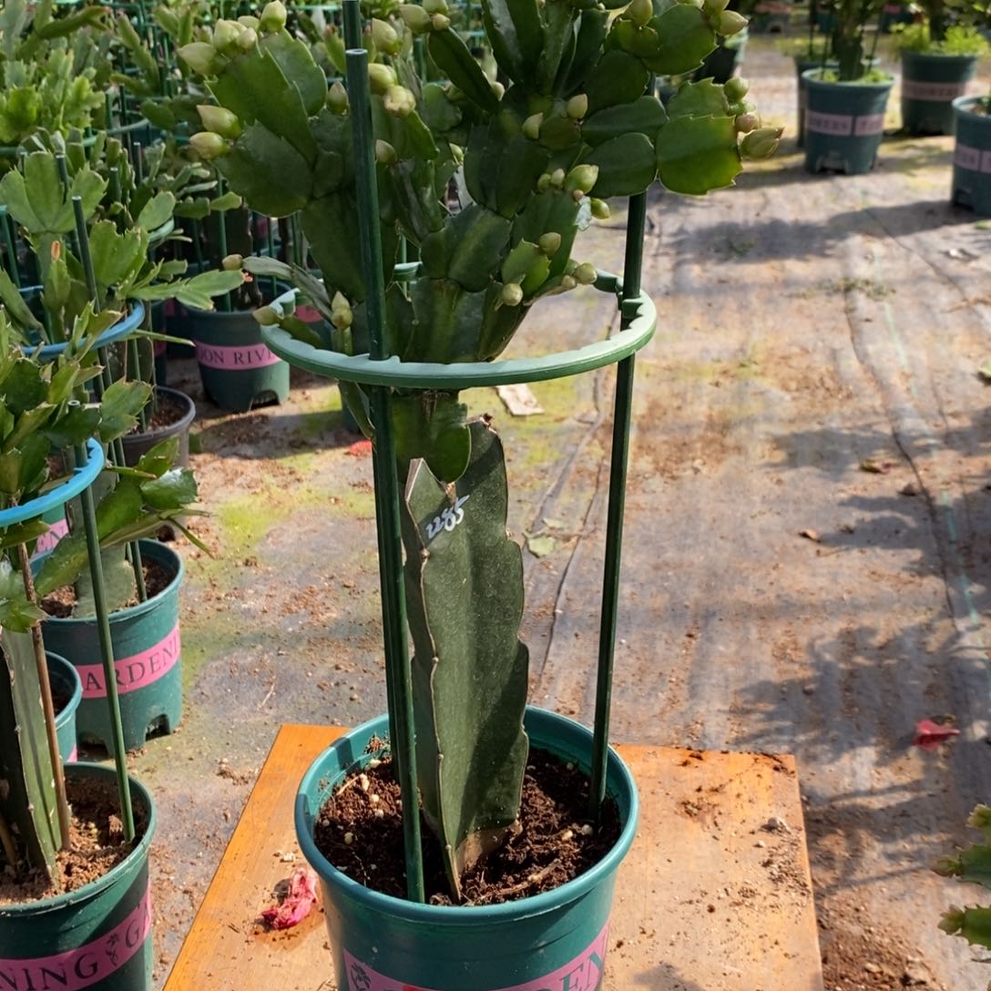 盛***实无花朵992嫁接2285