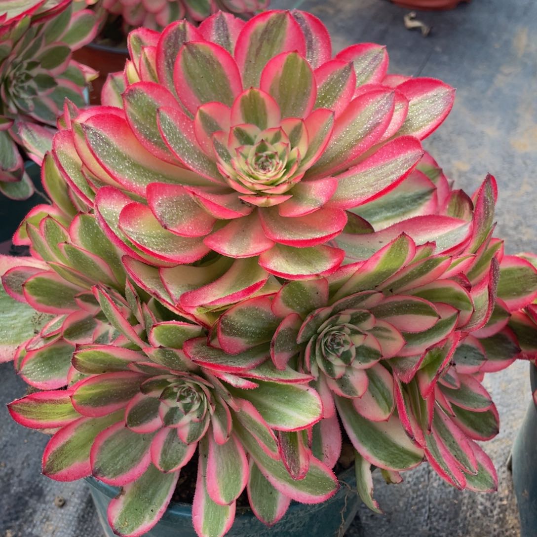 582倾城精品法师多肉