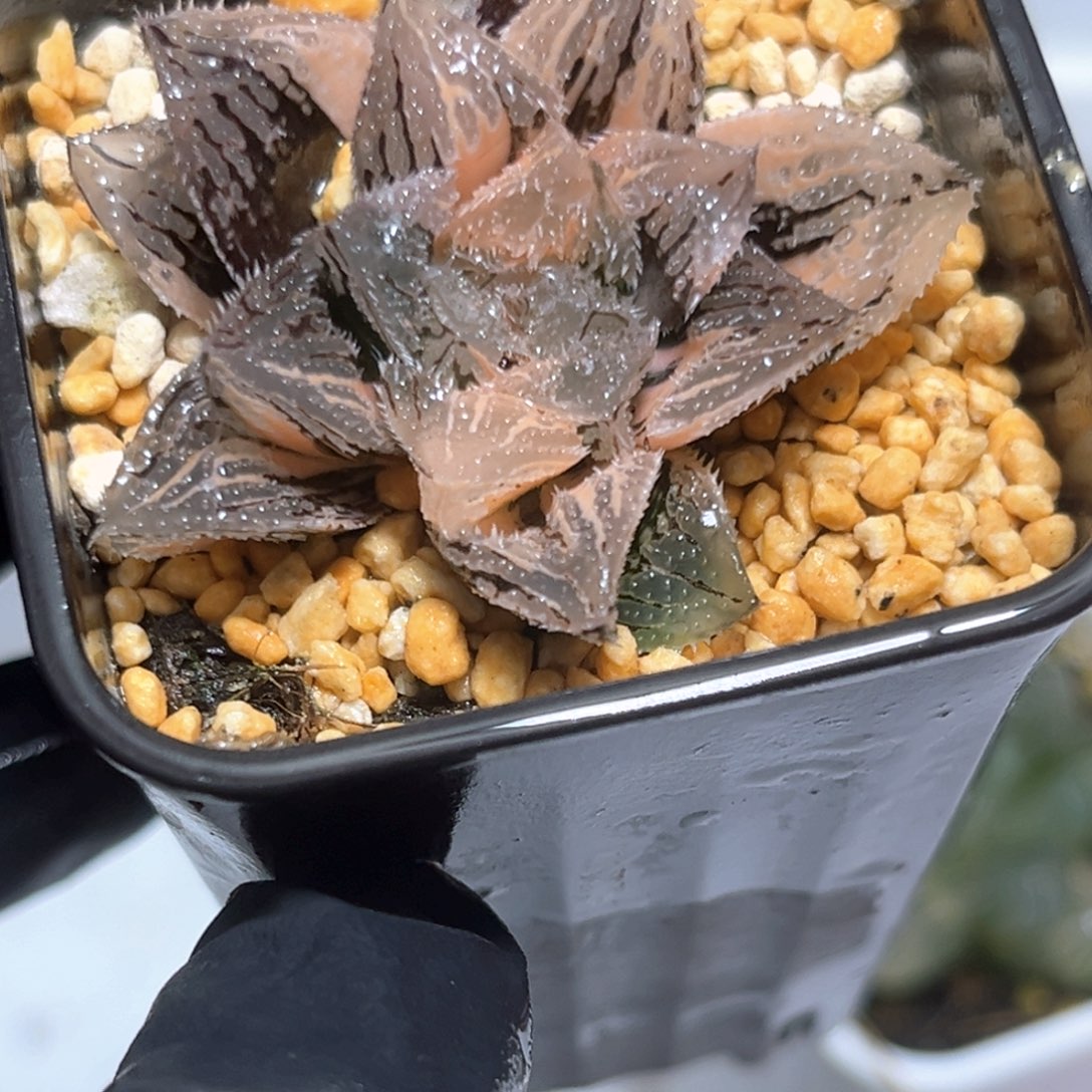 恭喜发财大吉大利5167
