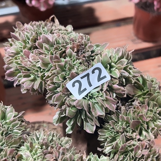 范***华多肉植物一个白凤