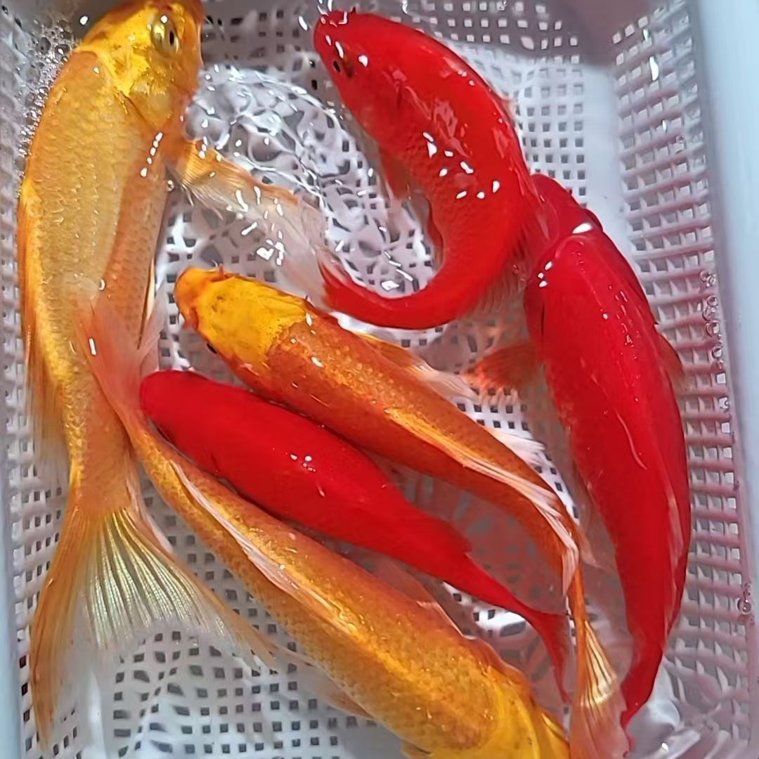 1号【8-10厘米黄黑白红德日系10条组合装】冷水鱼 观赏鱼 淡水鱼