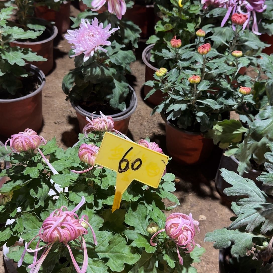 四***夕大部分花苞少量开放60