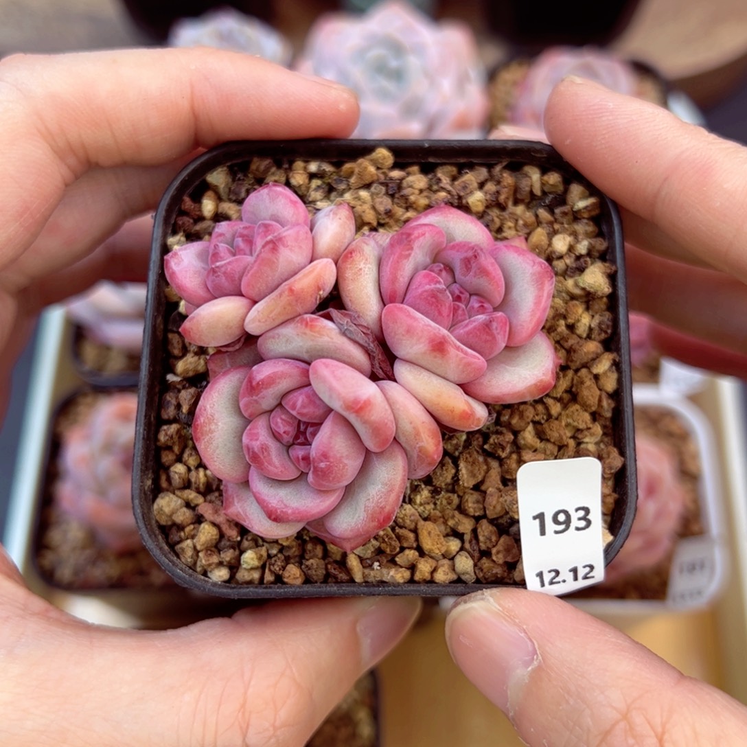 好好看193、哈哈哈哈