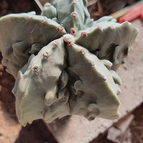 985木心根仙人球的特点