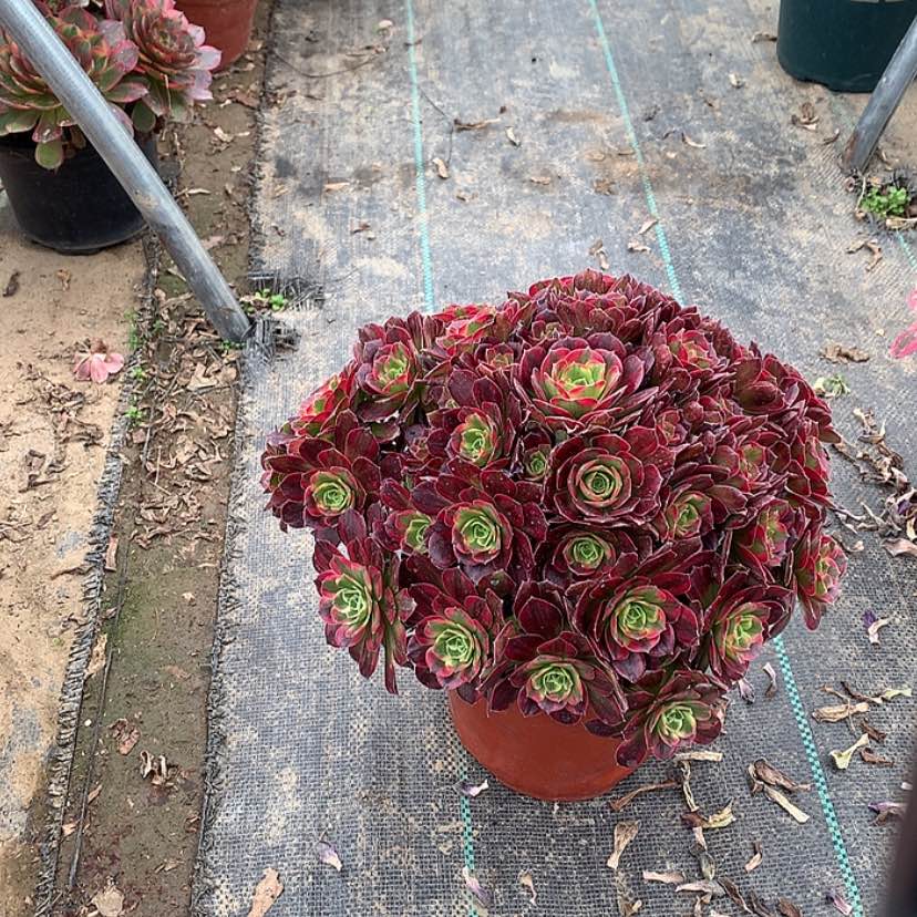 【闪购商品】12安娜多肉