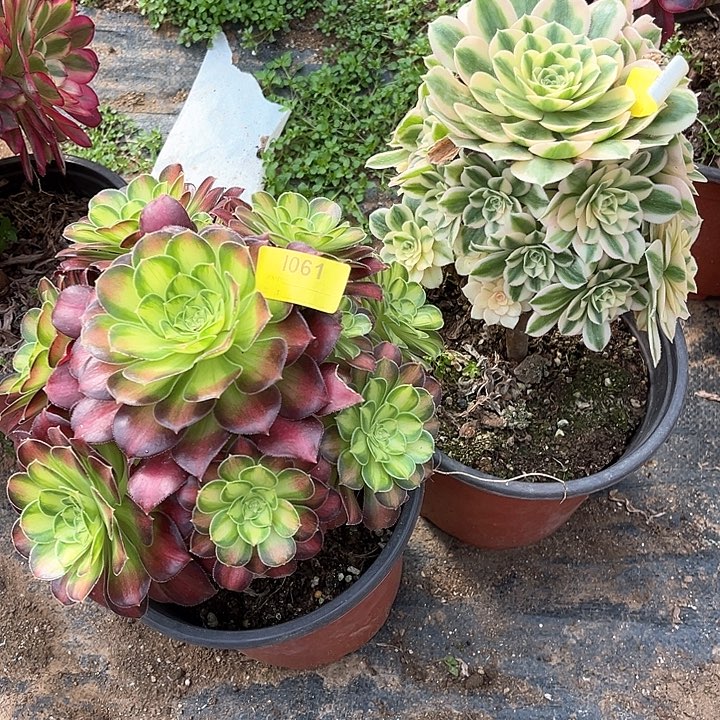 迈巴赫韶华两颗1061