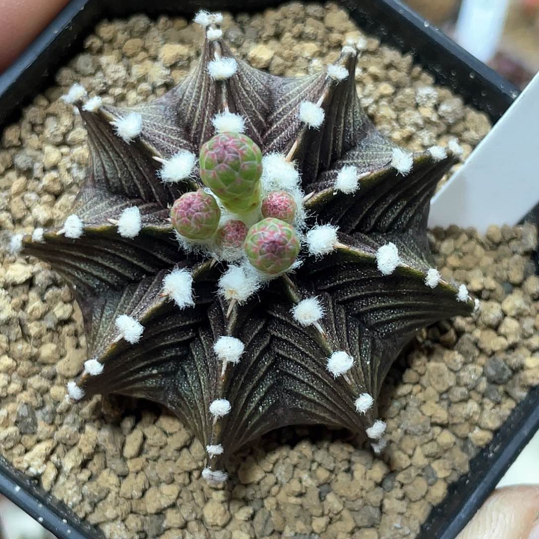 泰系实生，高绒黑肋骨