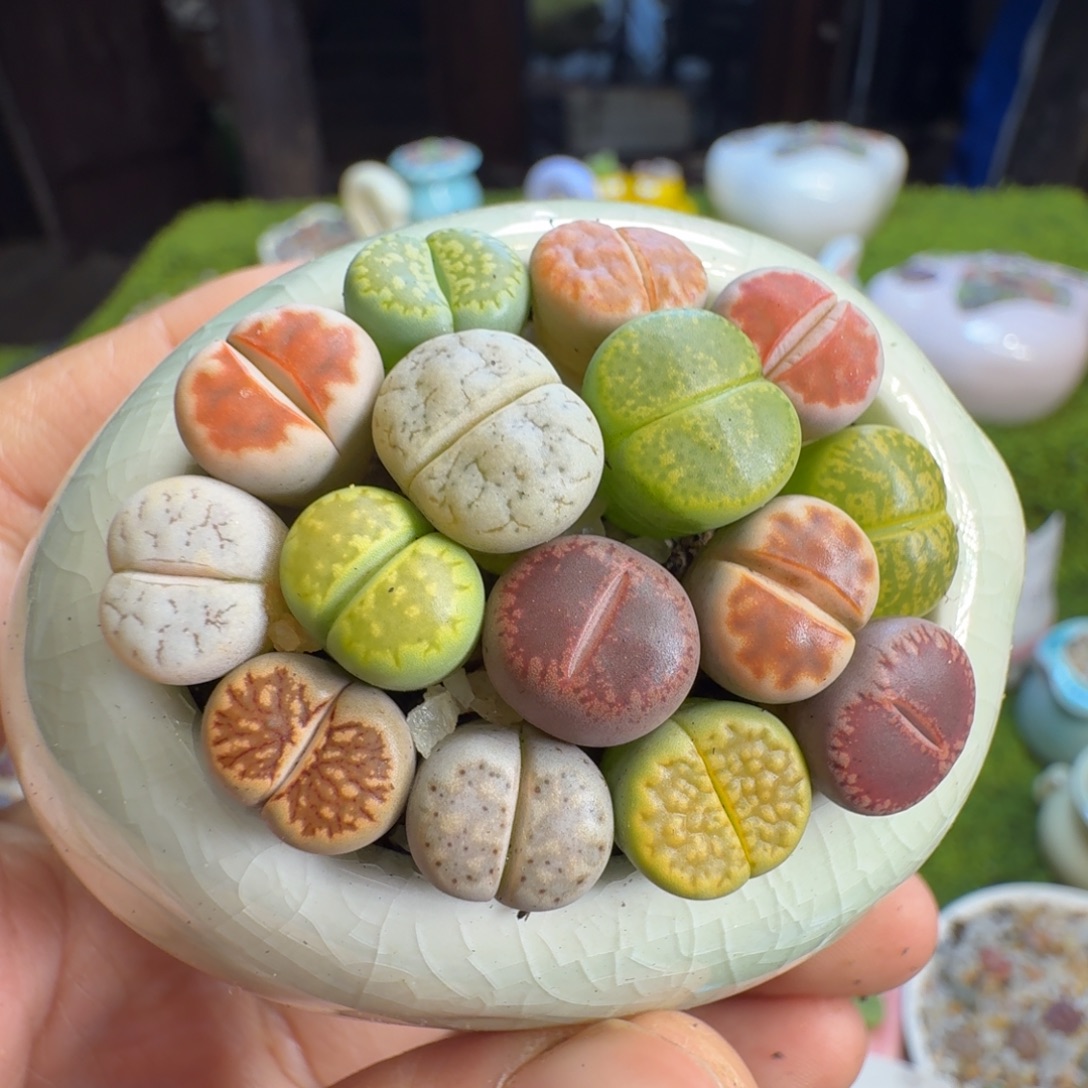 多肉植物福利1284