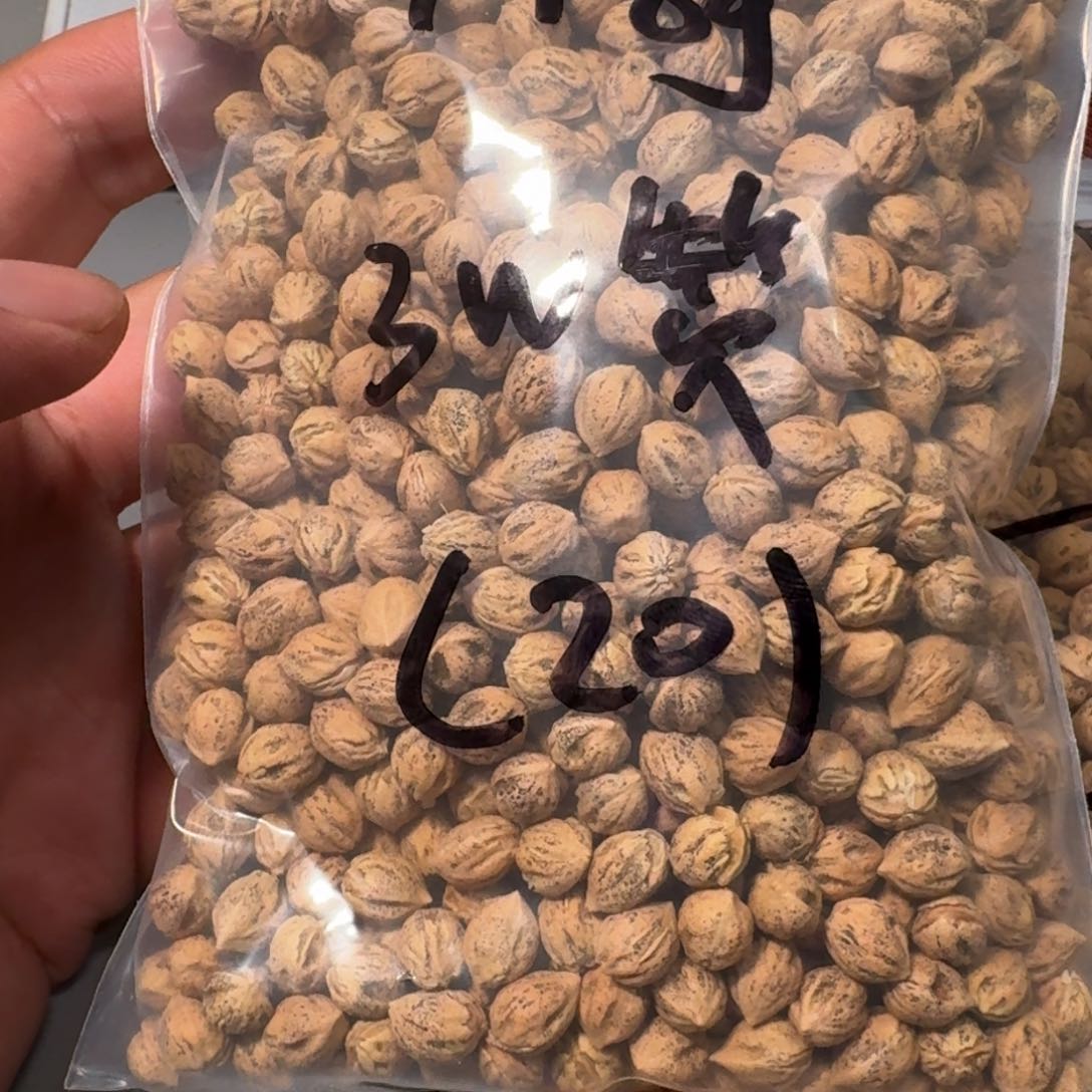 吊坠柏香籽/百香籽_*桐