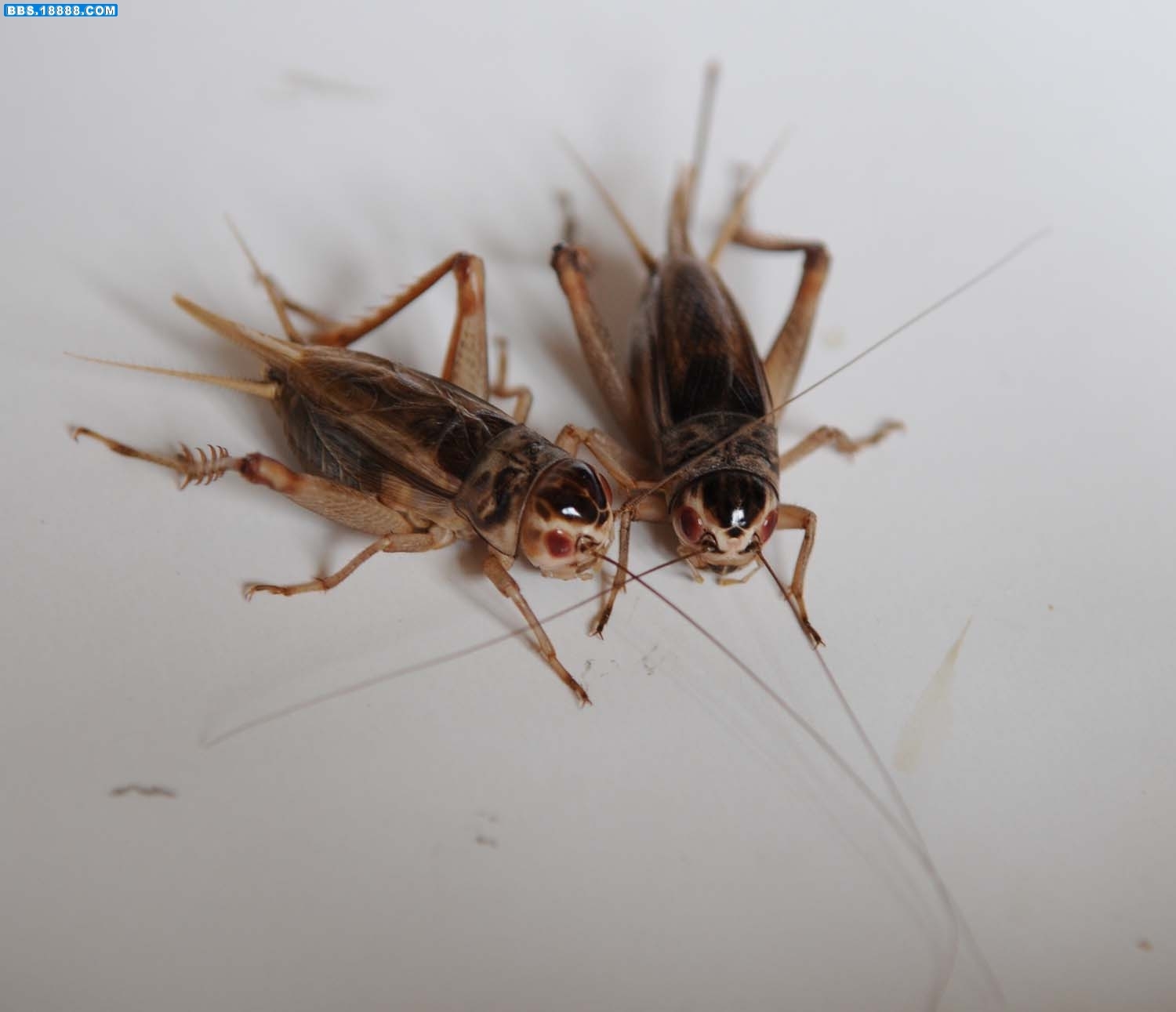 鸣虫黑虫油葫芦模型玩具，天津缎子青，冰糖紫油葫芦