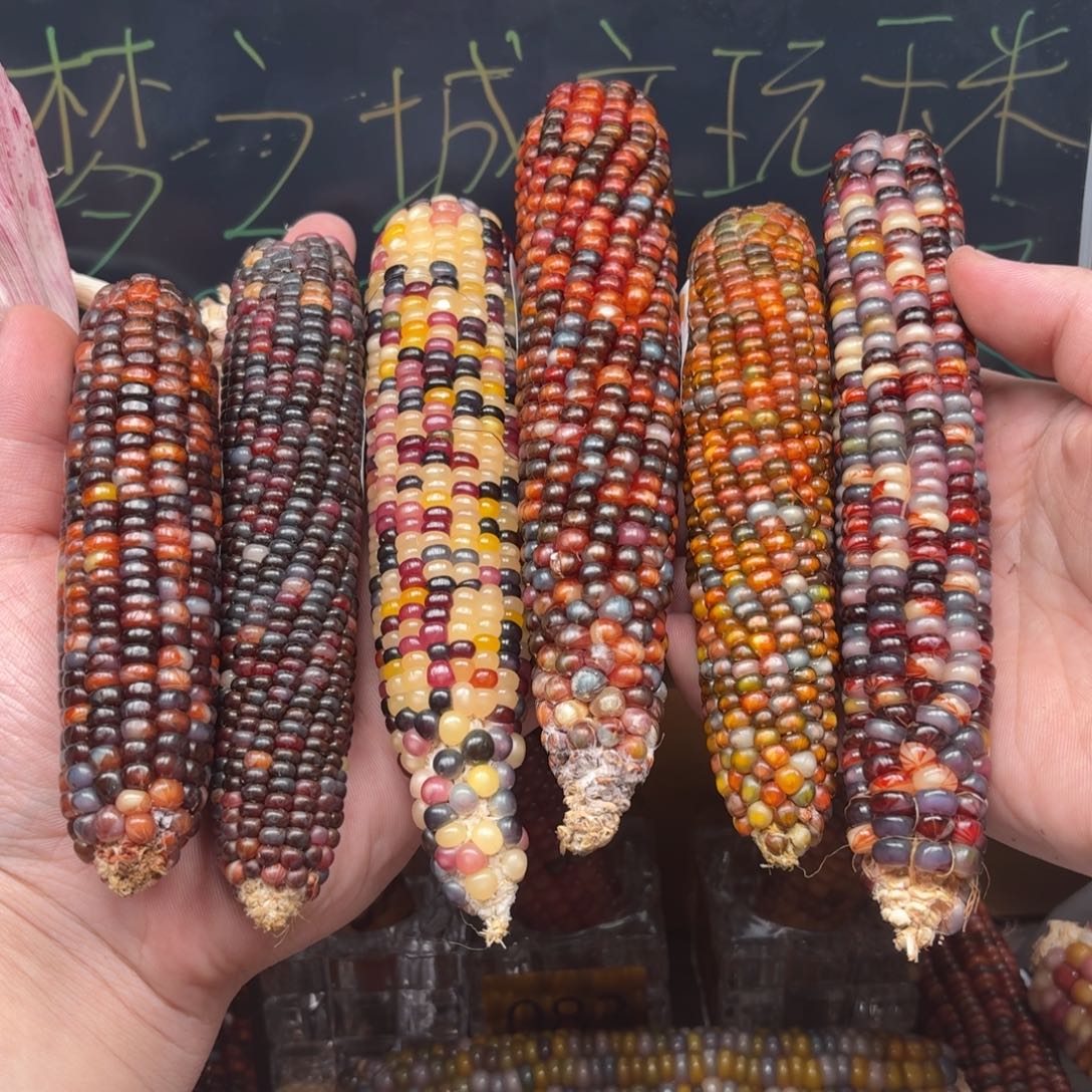 柏香籽/百香籽吊坠*️**