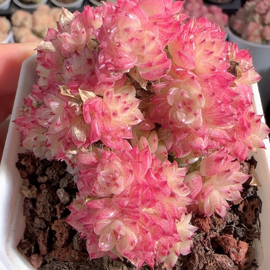 多肉1228-99优选麦秆群