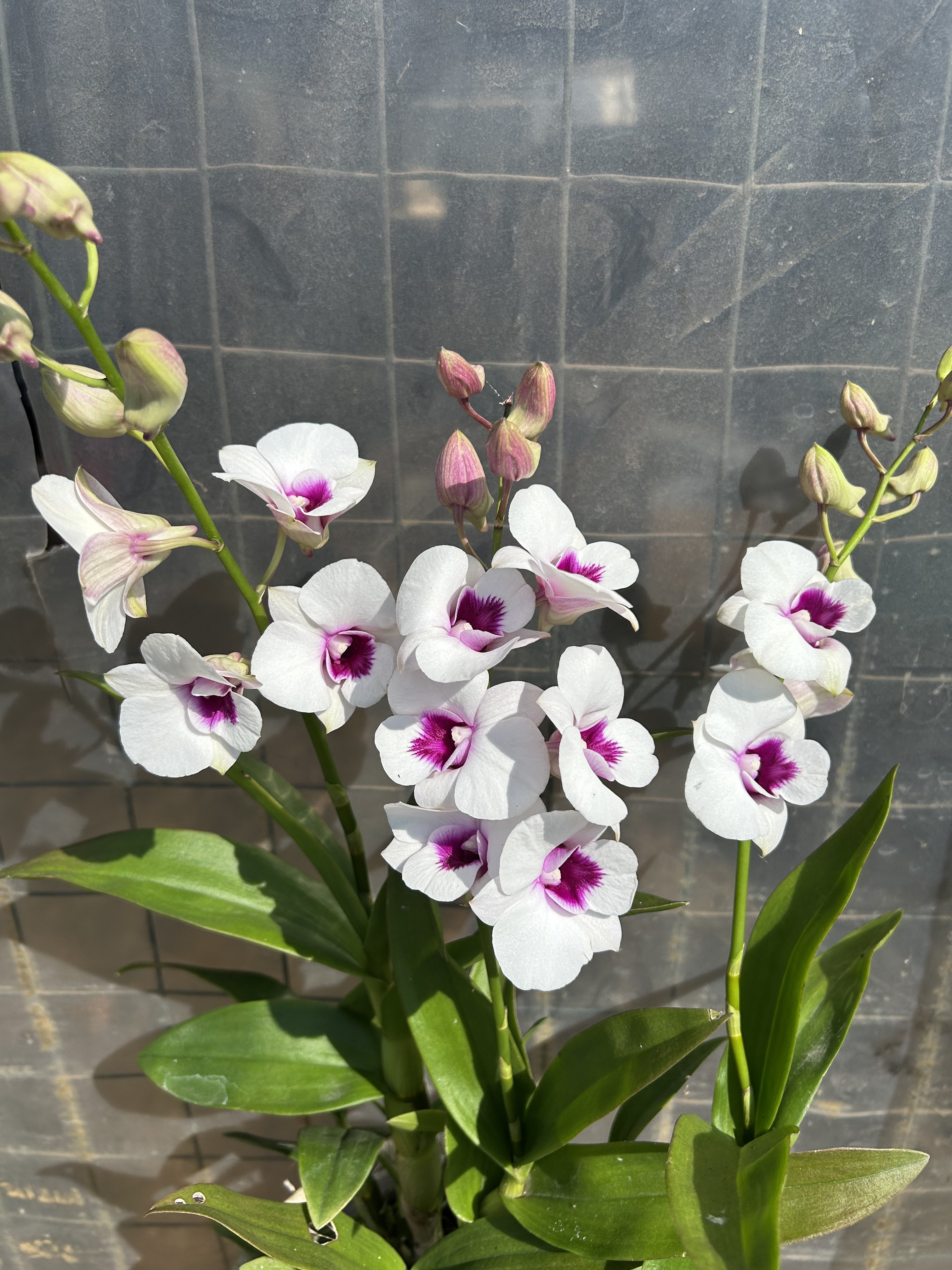 秋石斛（水芙蓉）带1枝花剑花卉绿植盆栽