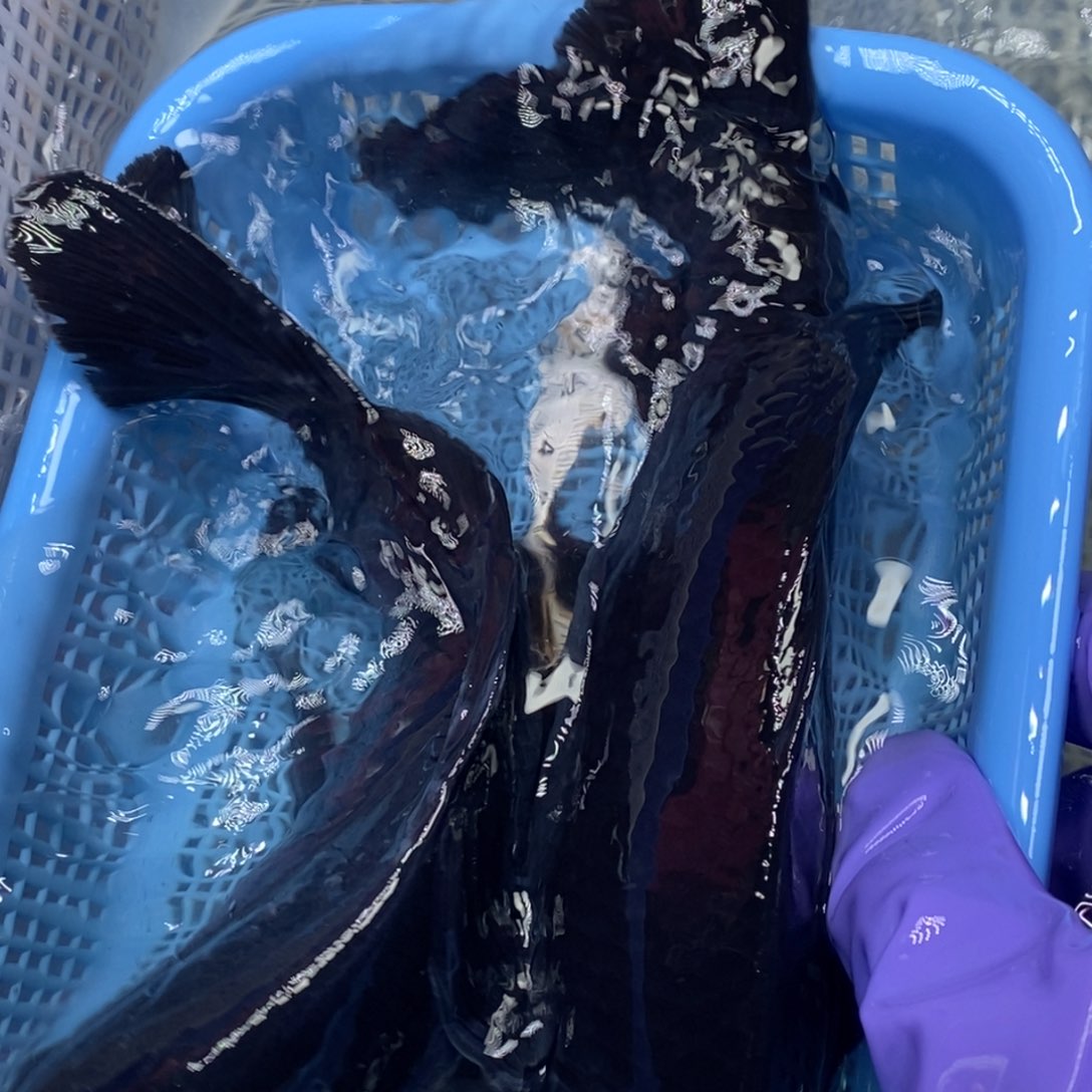 锦鲤冷水锦鲤包邮