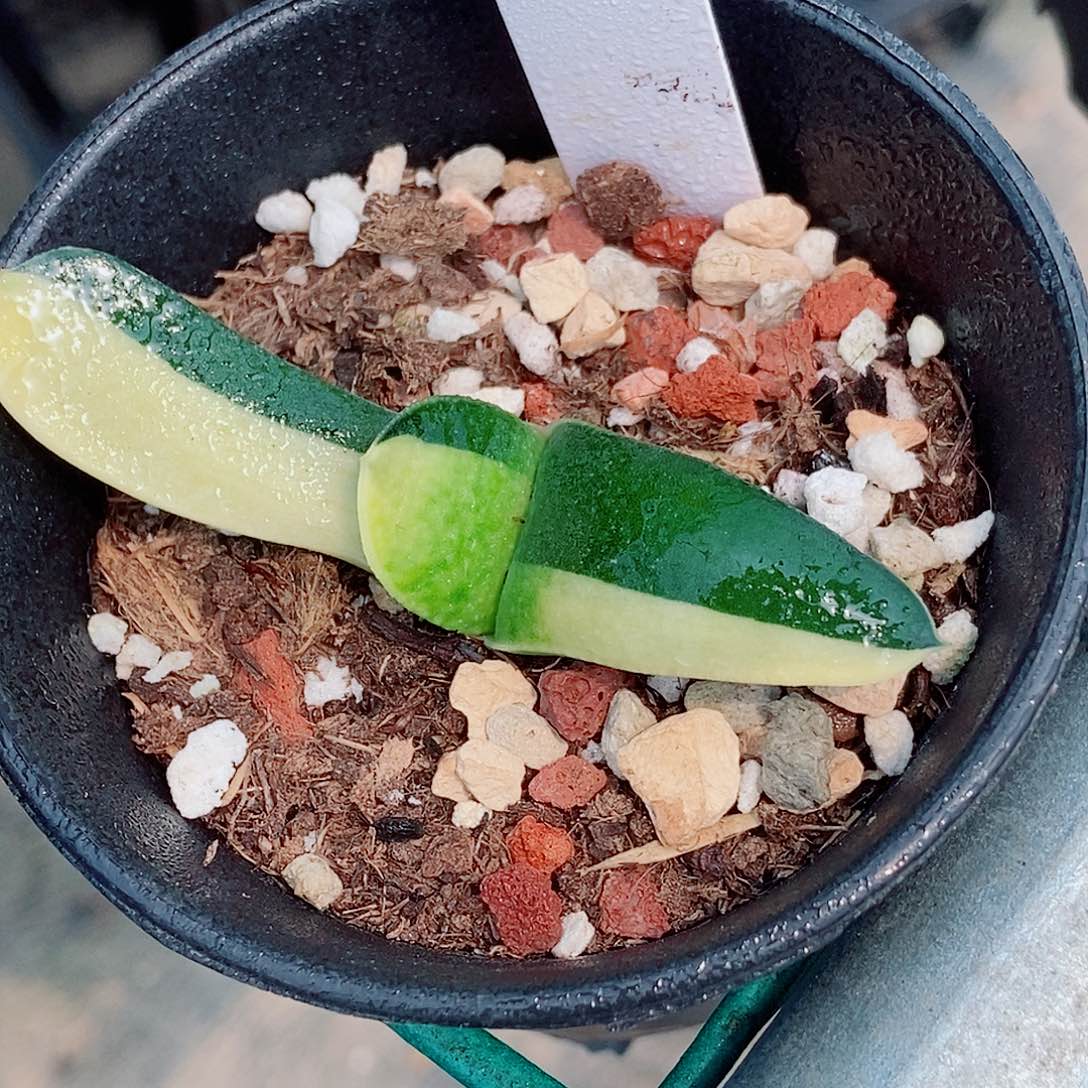 172卧牛实生锦带盆发货