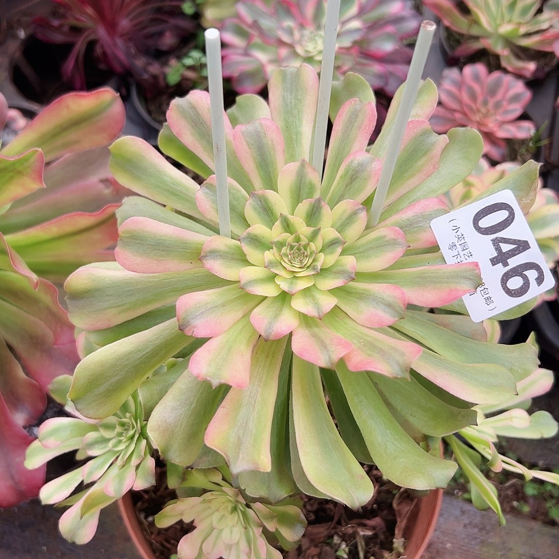 粉钻046多肉植物多肉植物