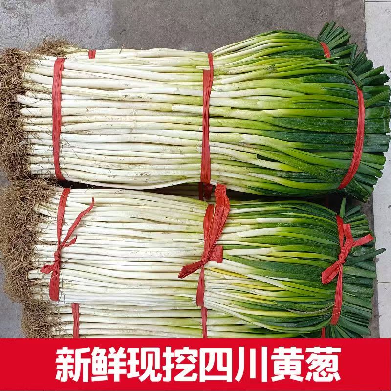 四川去皮香葱黄/现挖现发【香葱黄】川菜配菜优选